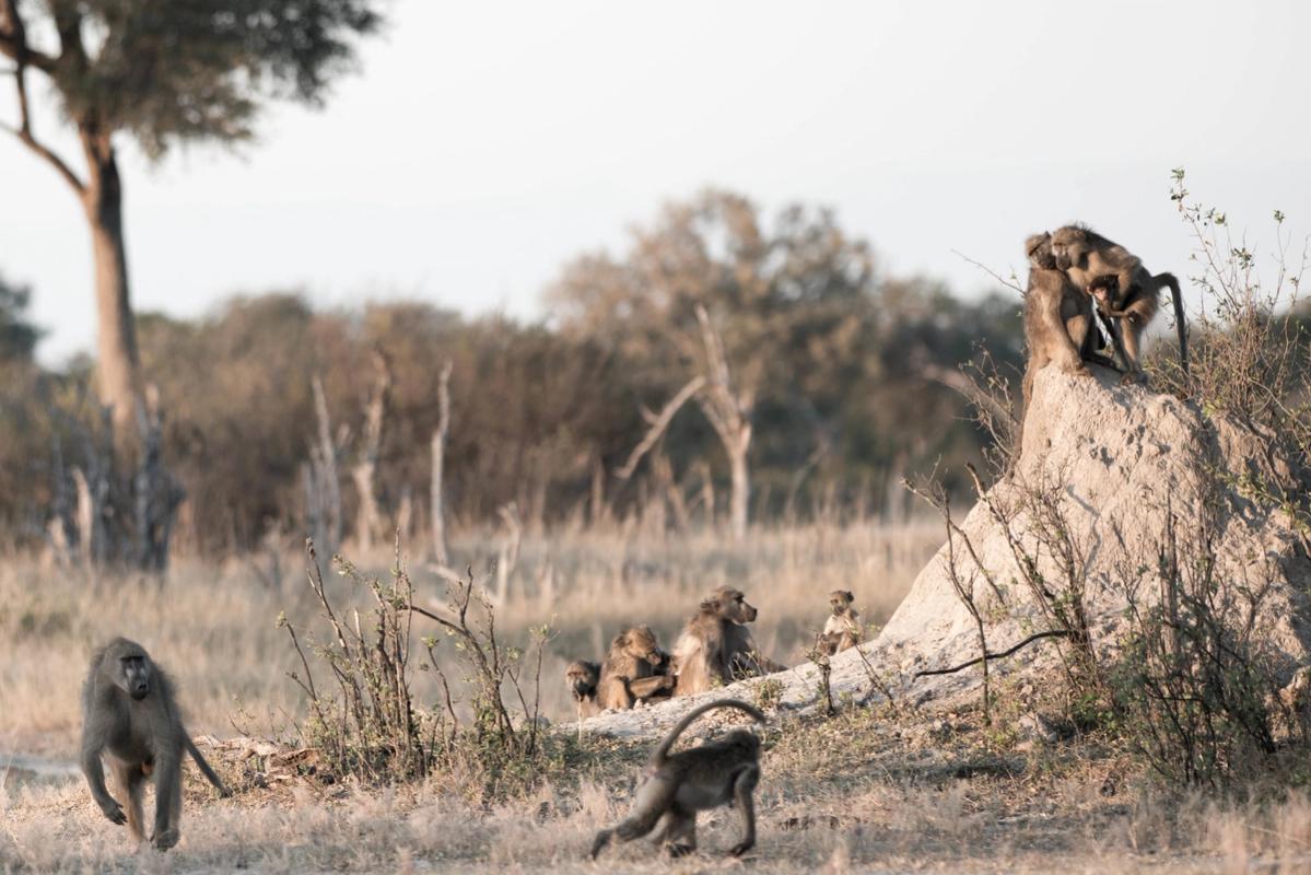 Baboon Troop, Hwange National Park, Zimbabawe (2014)