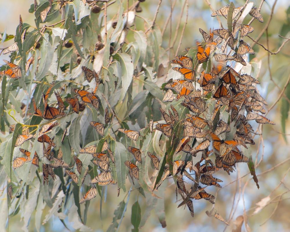 Monarch Cluster, Santa Cruz, California, USA (2015)