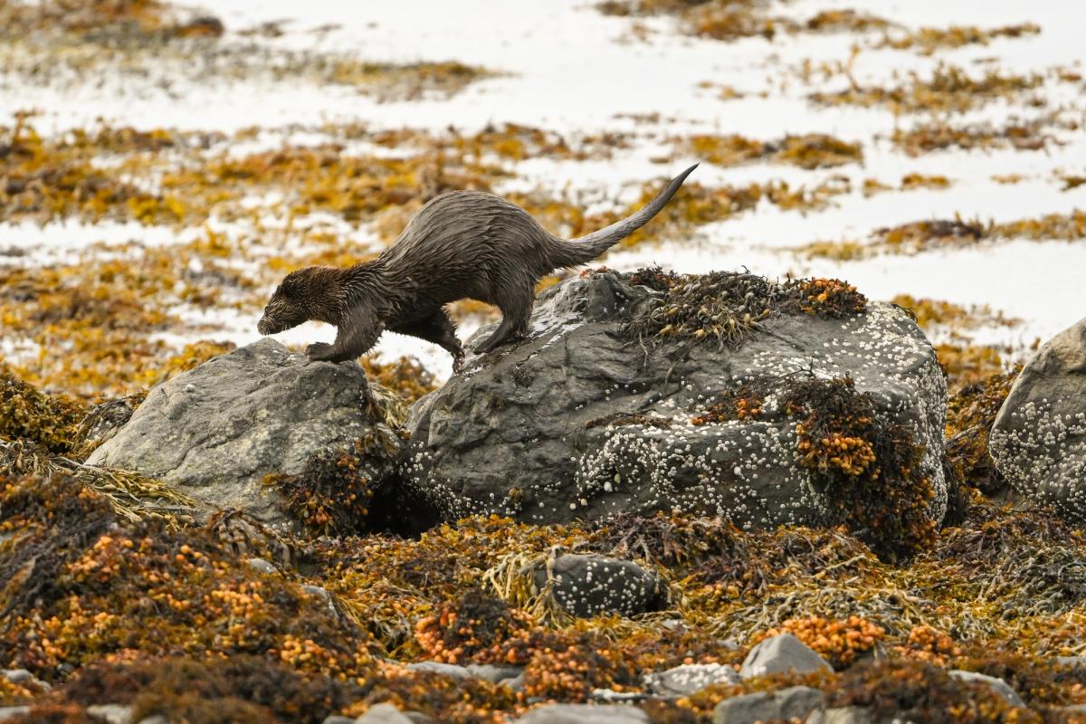 Otter Walking