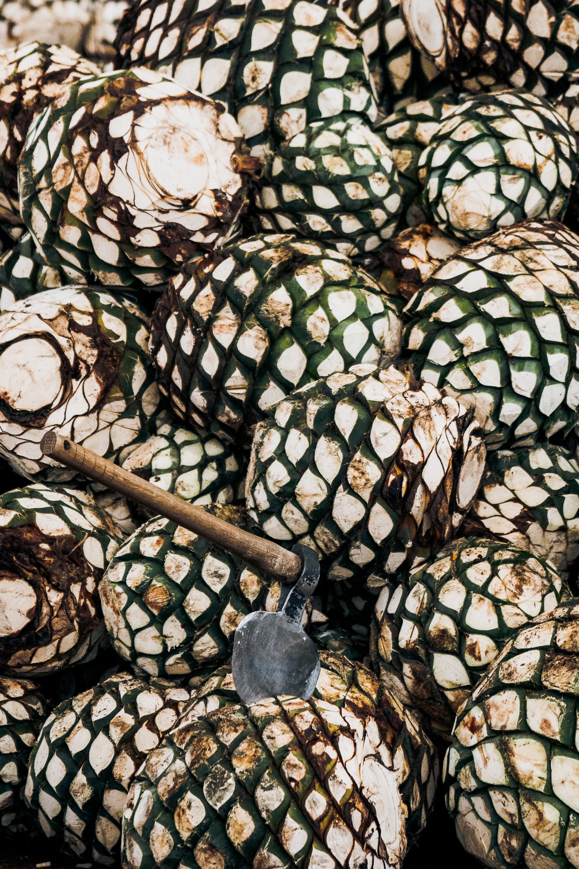 Don Julio Campaign — 12