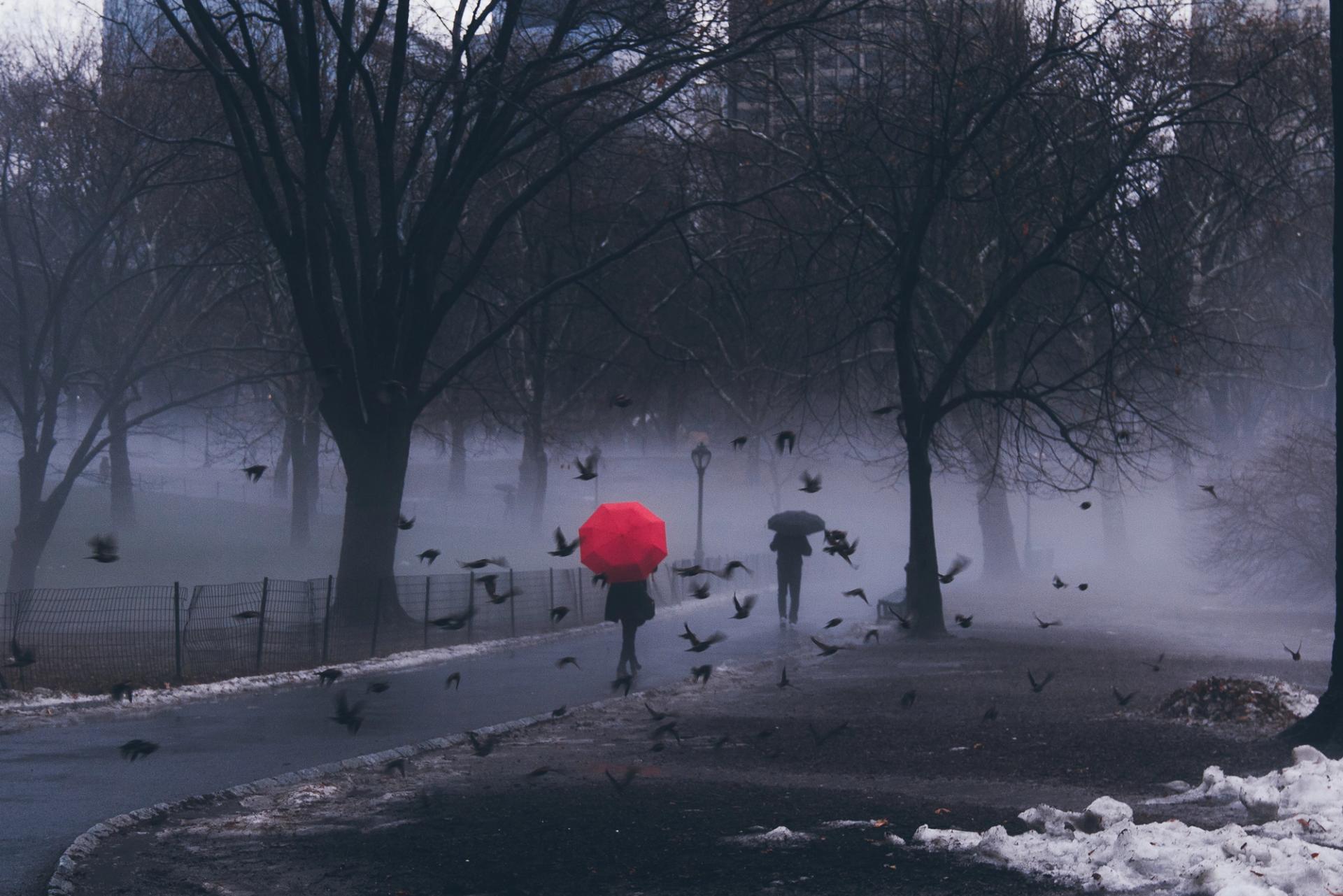 FOG — photography by Dave Krugman