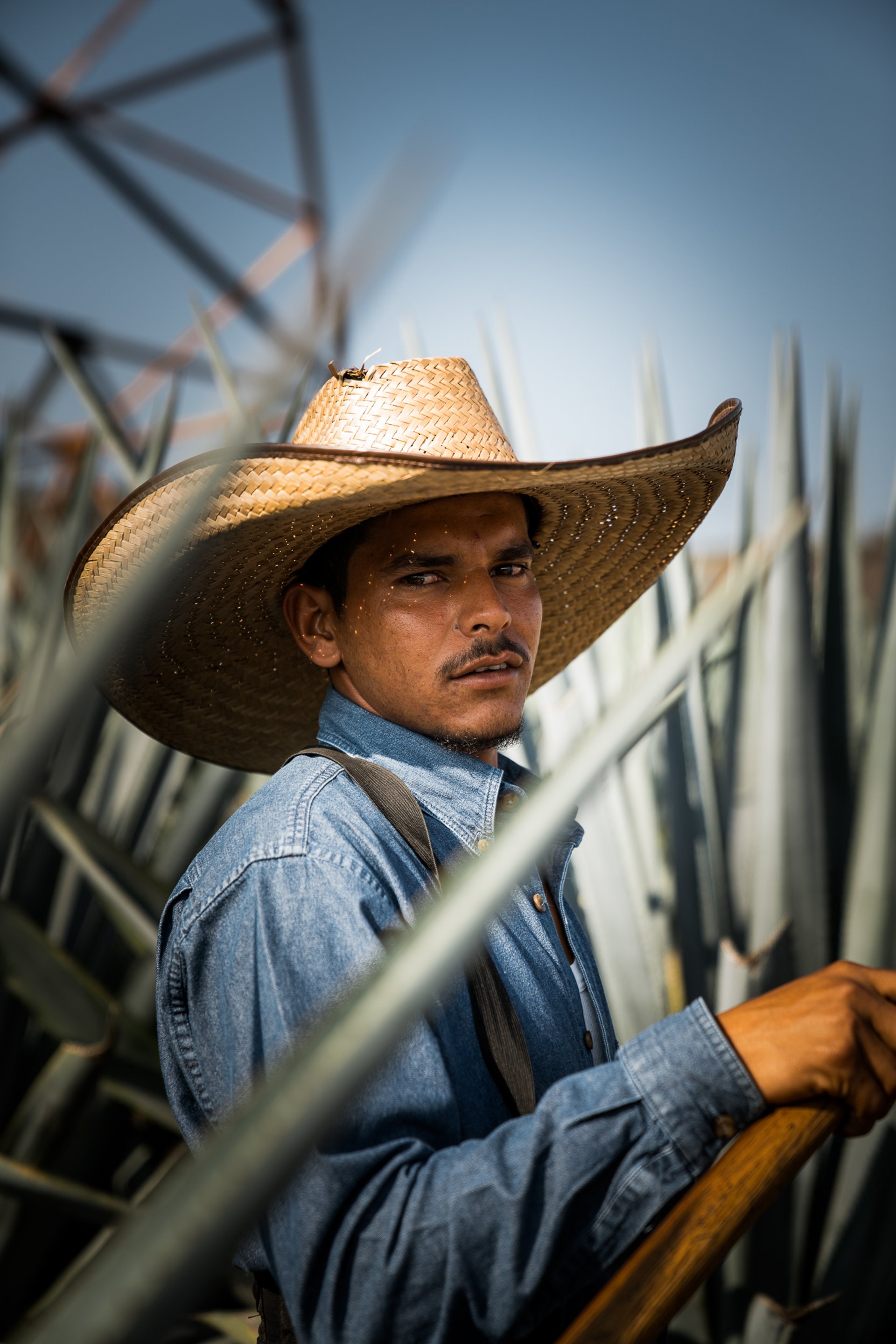 Don Julio Campaign — 5