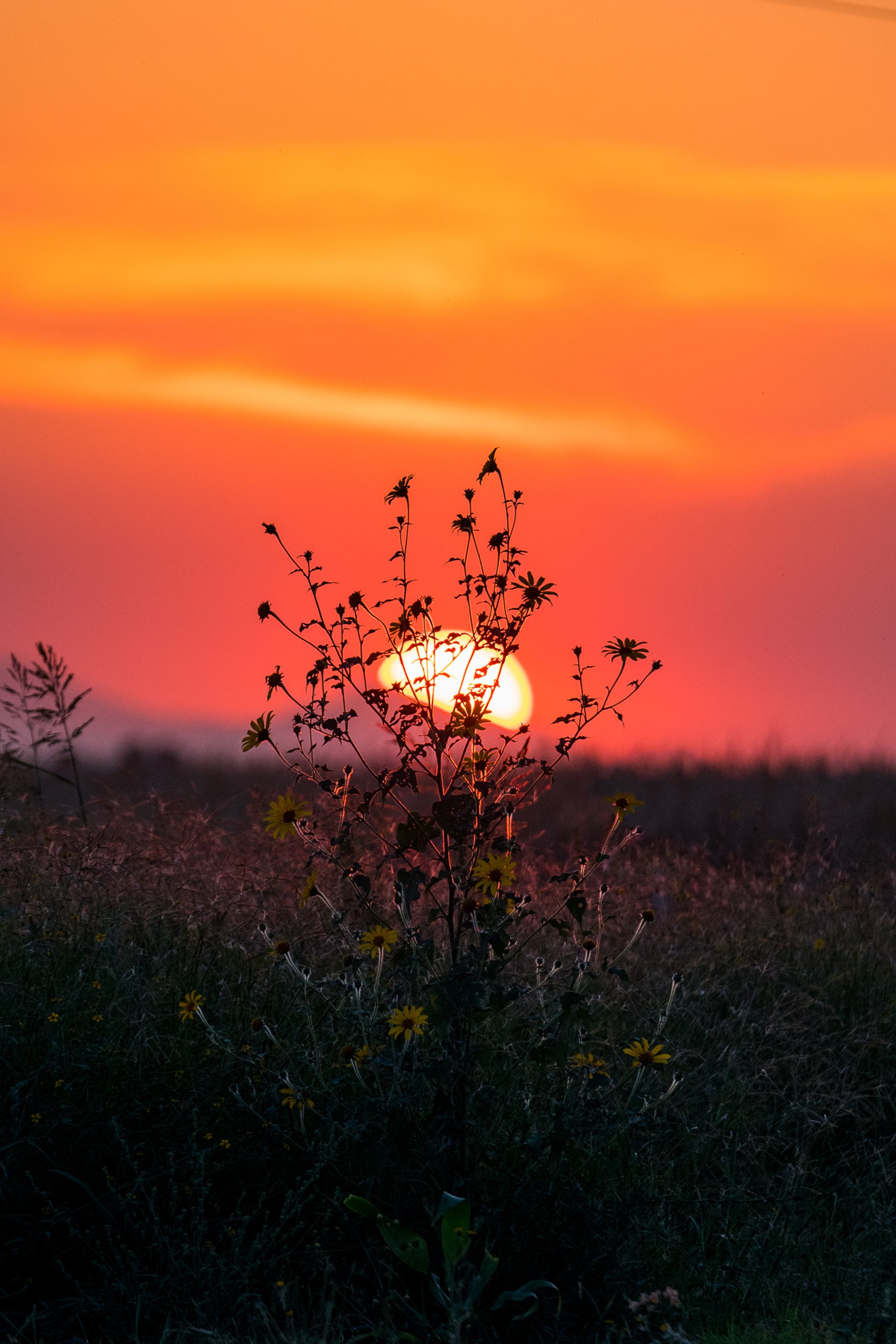 Don Julio Campaign — 1