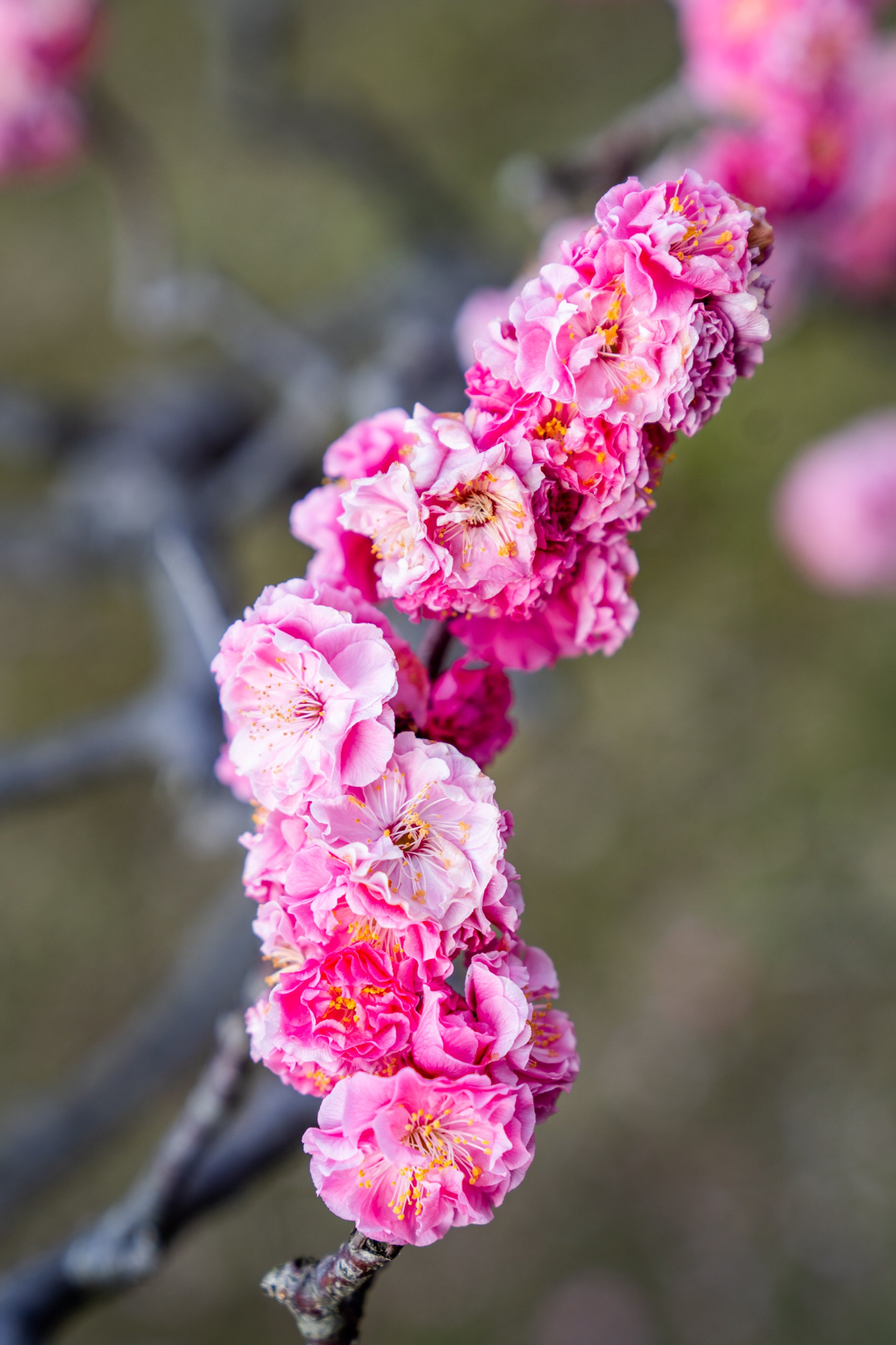 Four Seasons Kyoto — 12