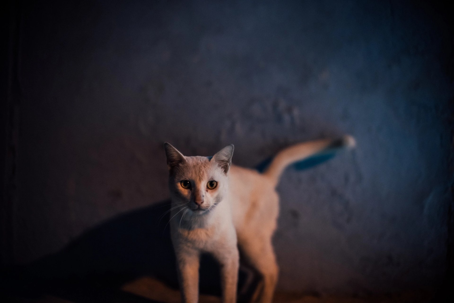 Sony Alpha Cuba — 6