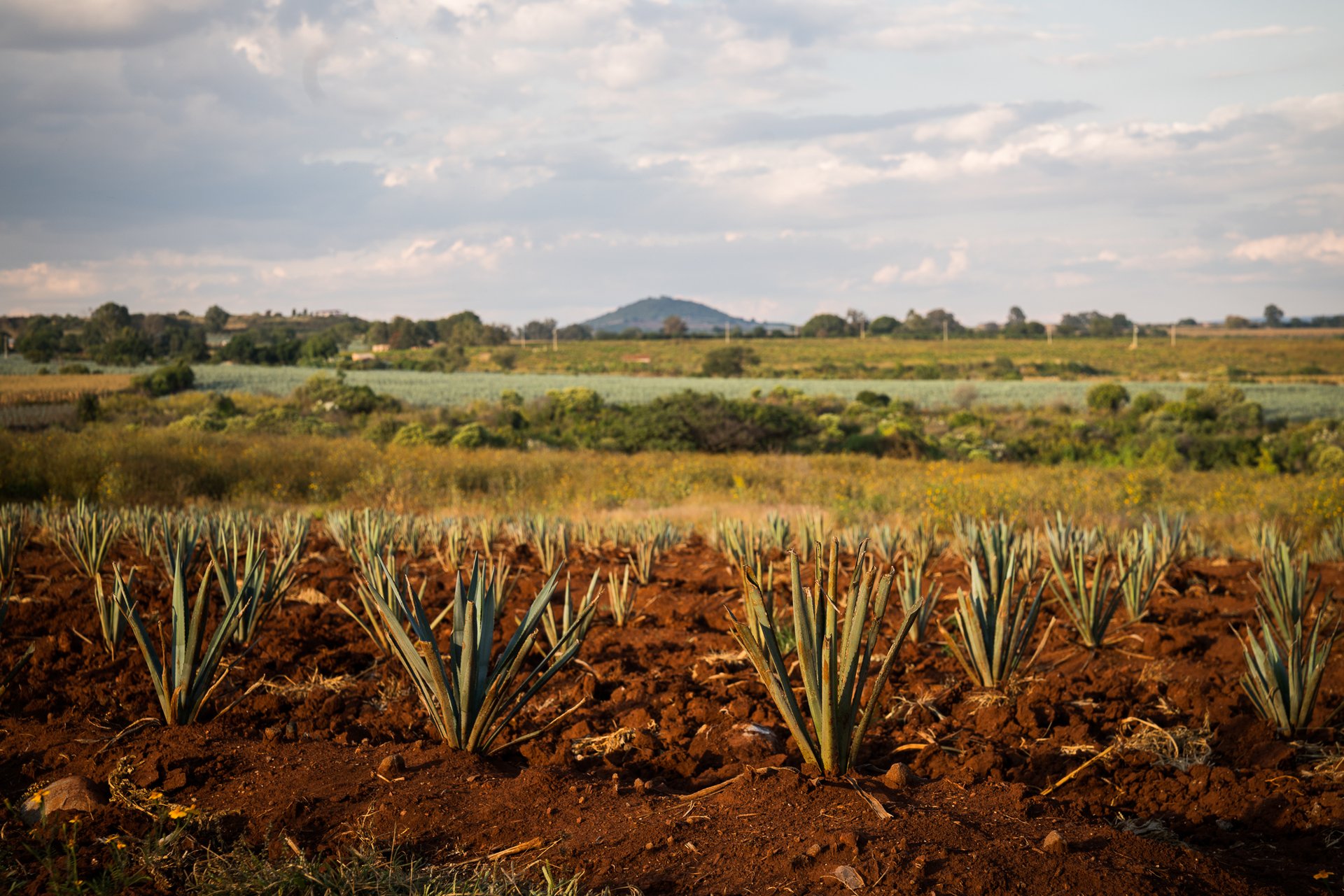 Don Julio Campaign — 13