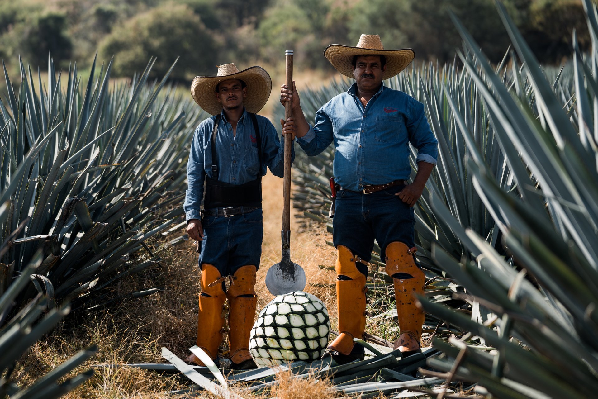 Don Julio Campaign — 7