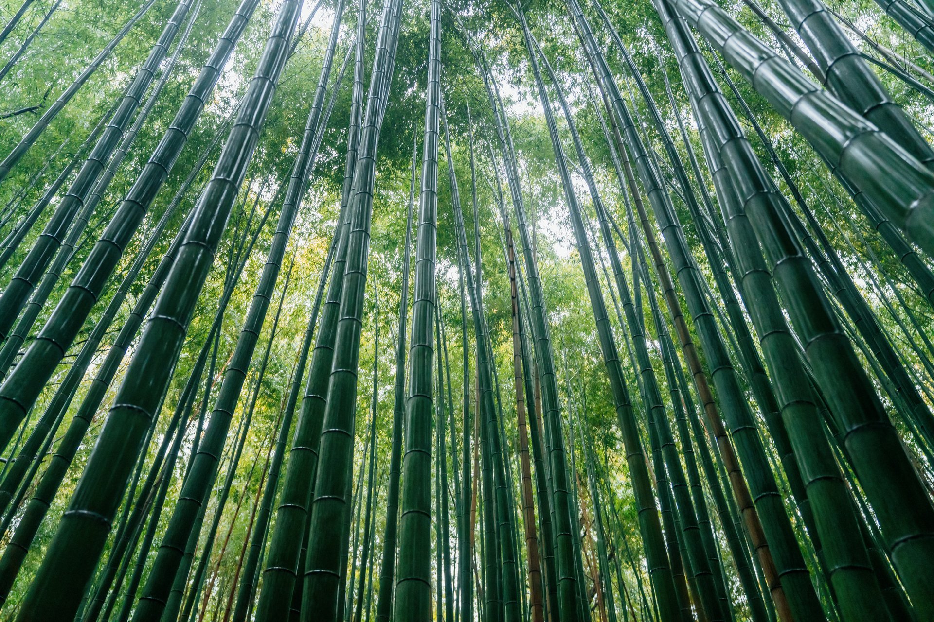 Four Seasons Kyoto — 8