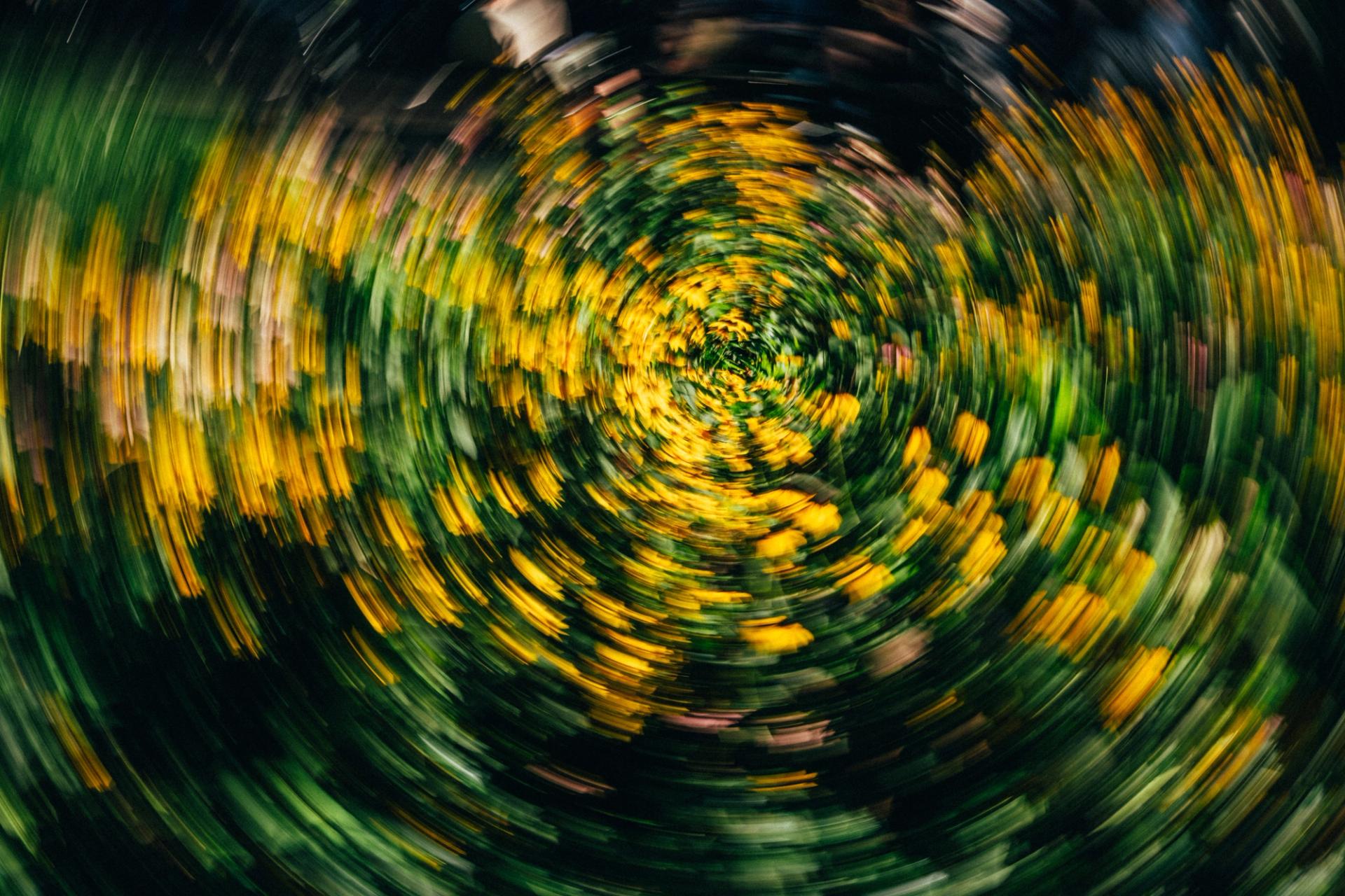 Yellow flowers spun into concentric rings by rotating the camera during a slow exposure
