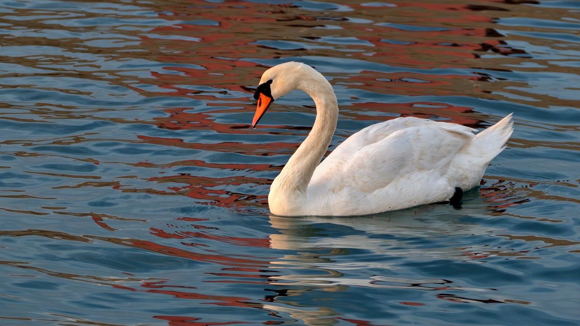 Wild Swimming Groups