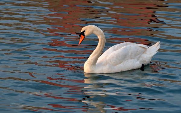 Wild Swimming Groups