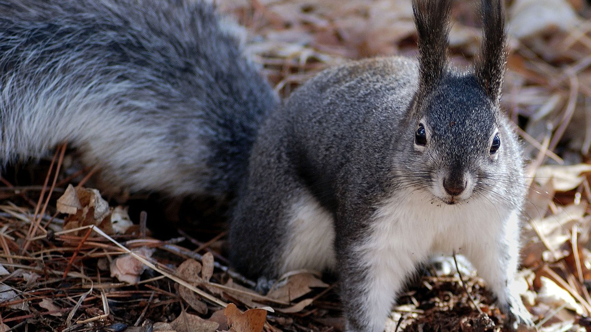 Foraging Experiences