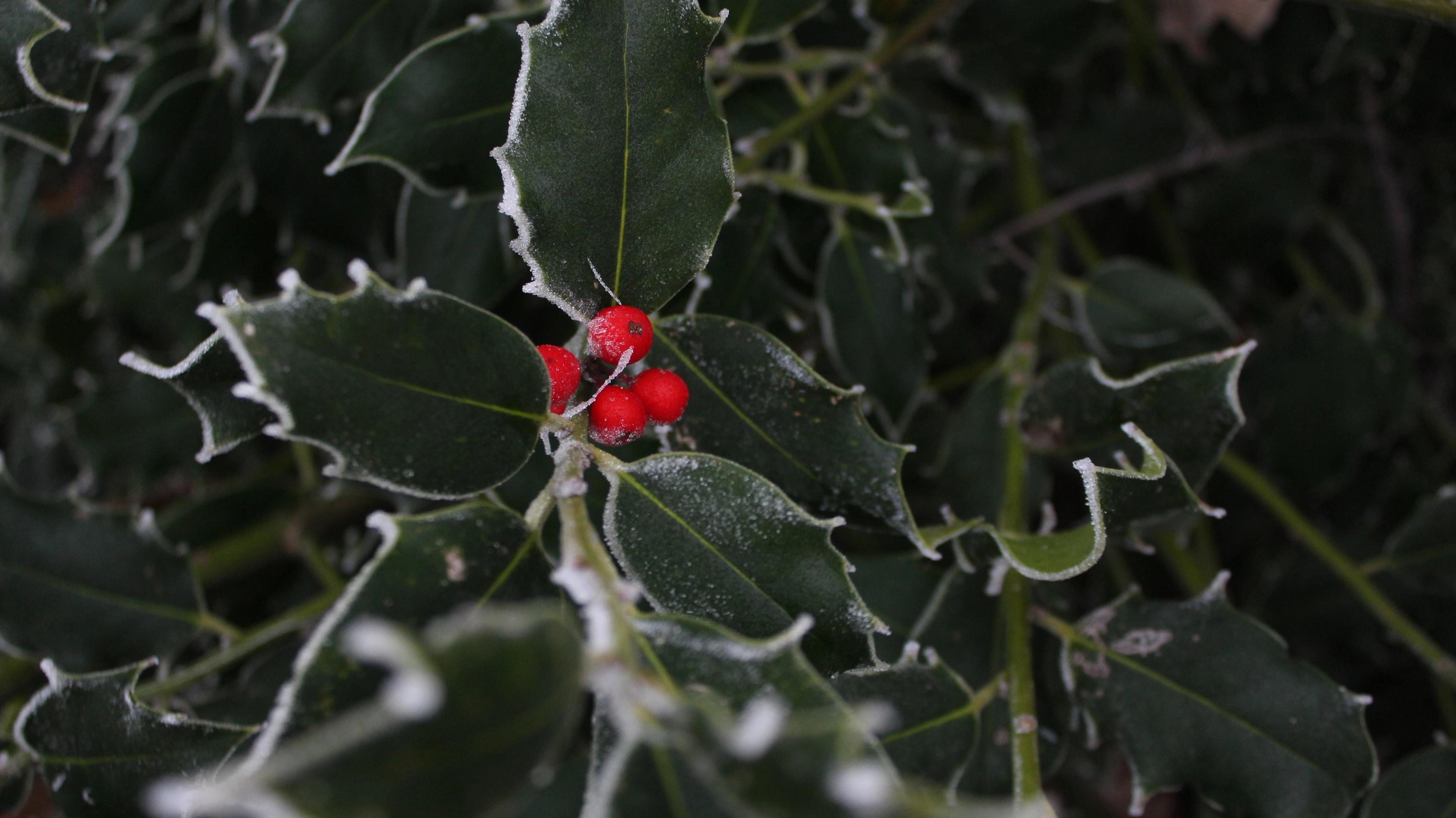 A sprig of holly with red berries