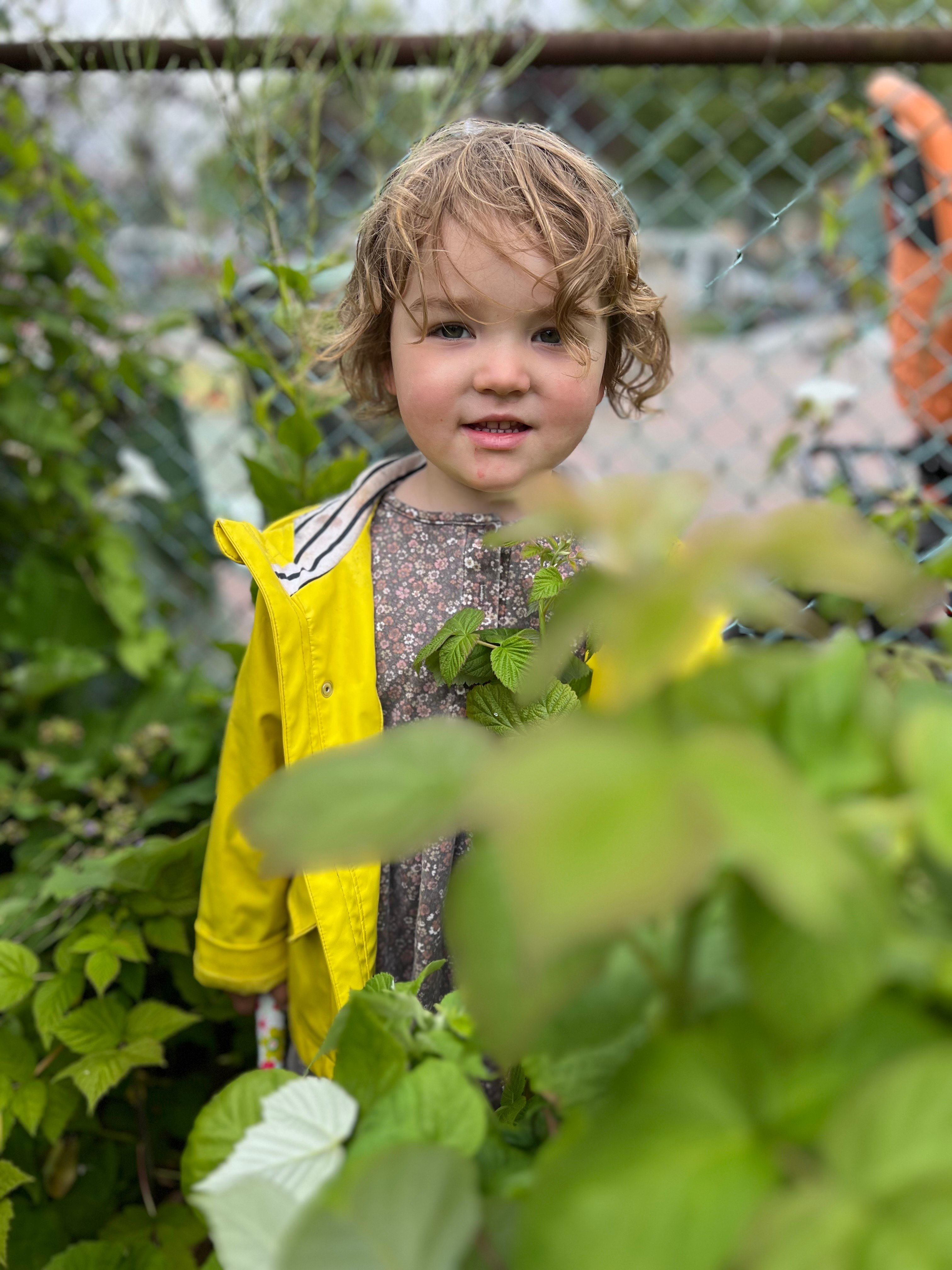 A young child in a yellow raincoat exploring a community garden program