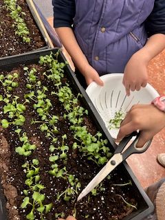 Growing Chefs