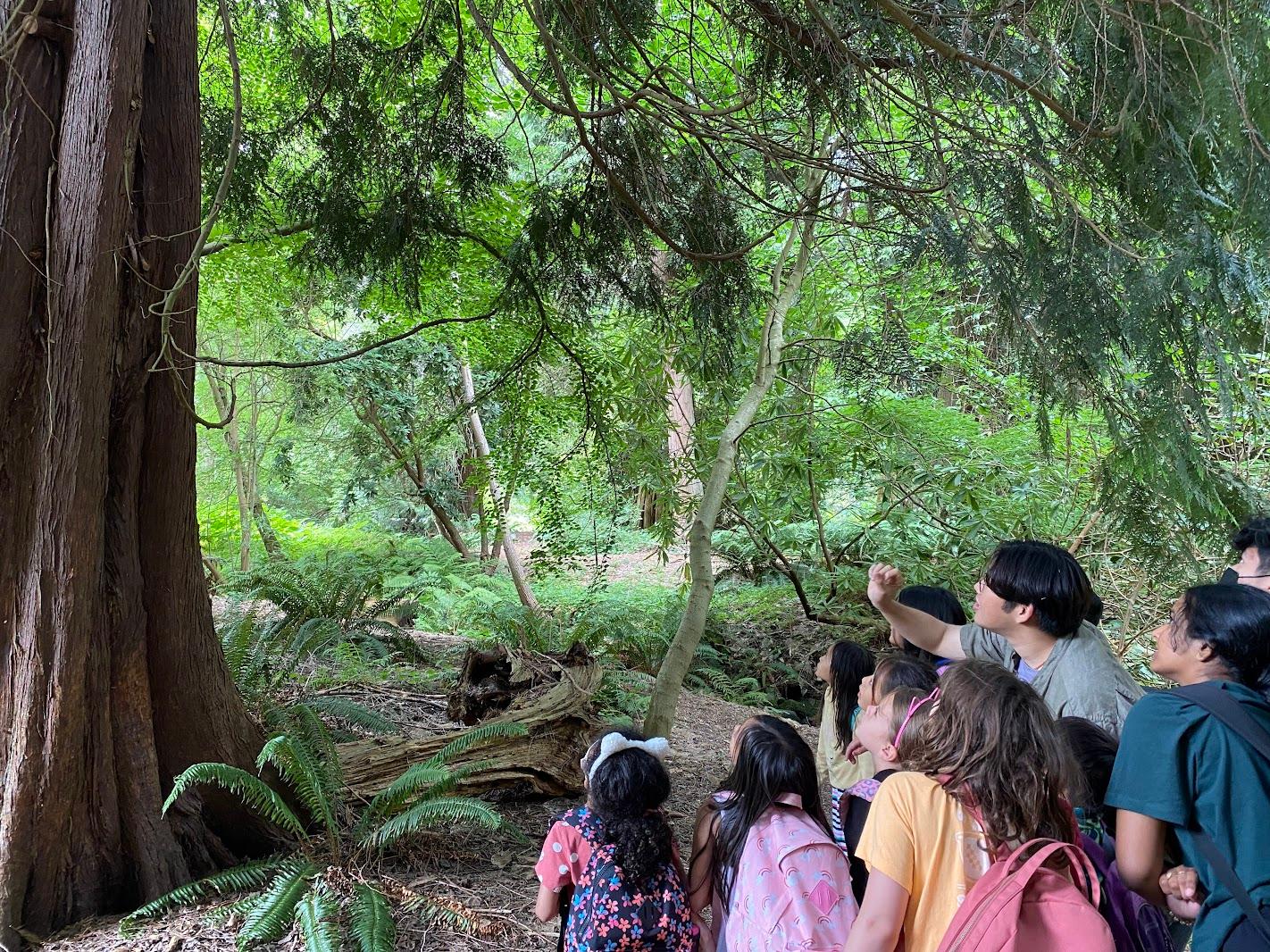 A group of children walking a forest trail among tall trees and ferns