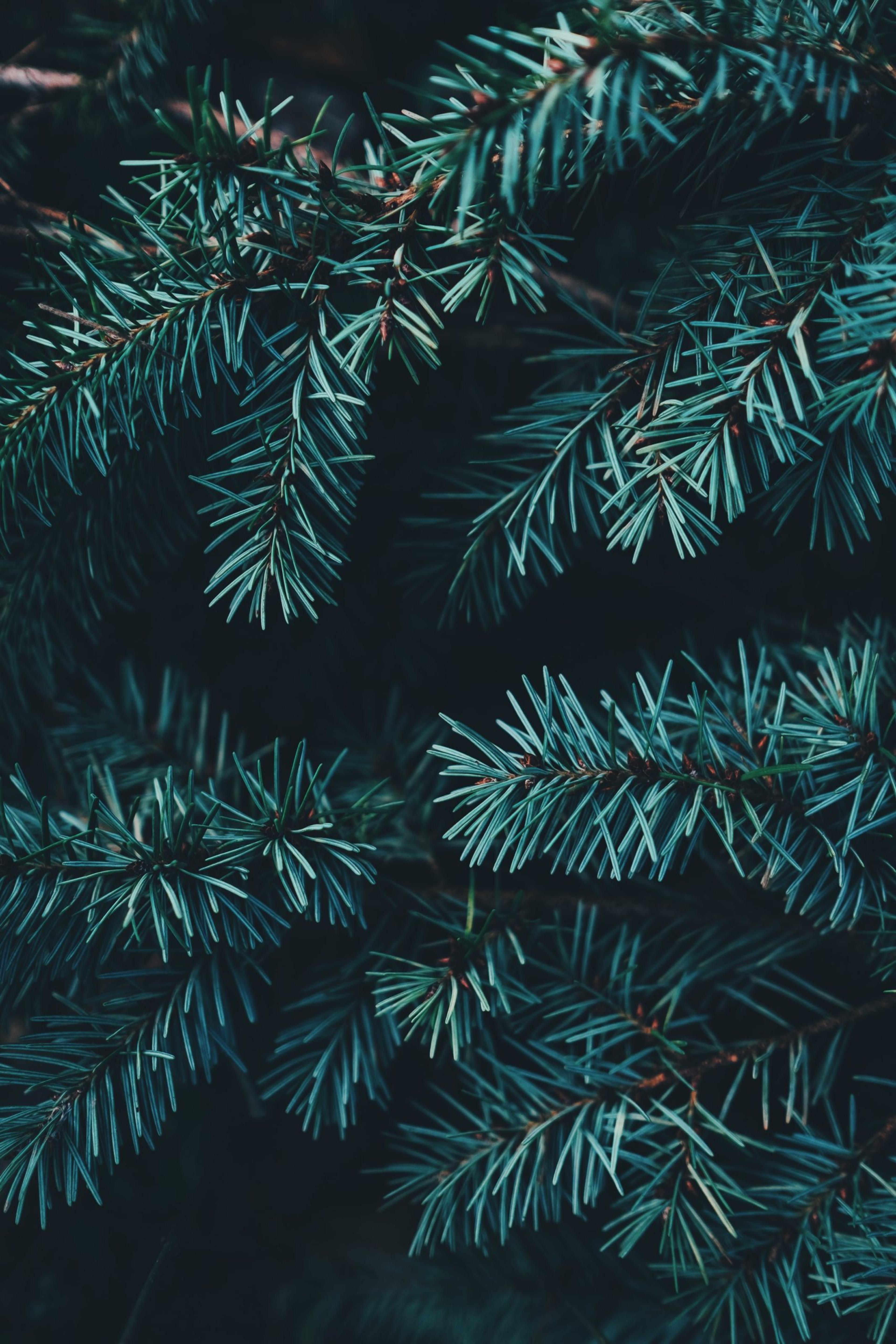 Close-up of frosted evergreen branches