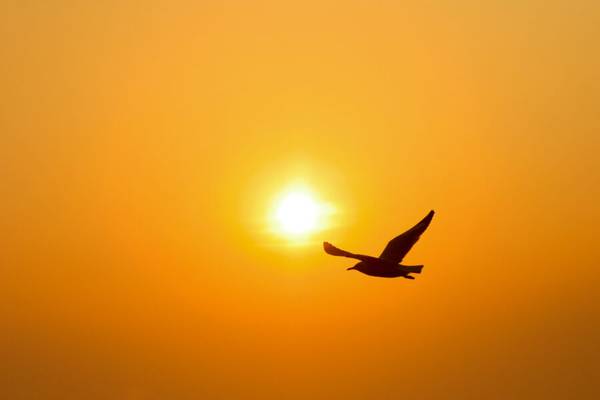 Flying Too Close to the Sun