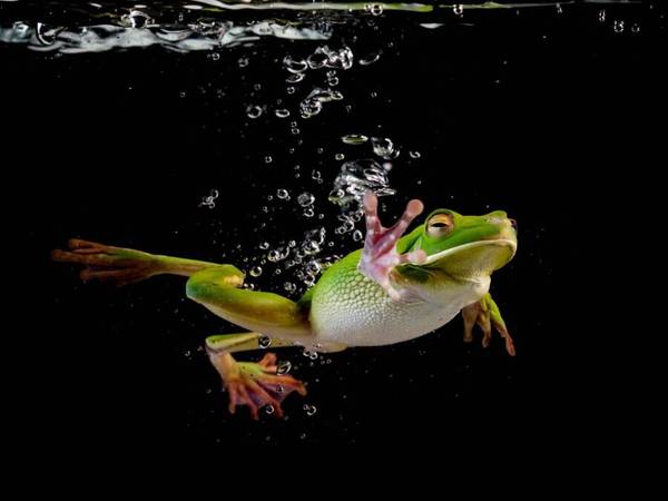 The Boiling Frog