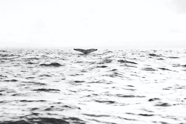The Great White Short Redux