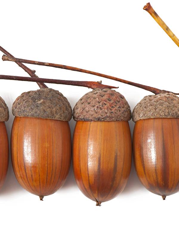 The Acorn Optimist