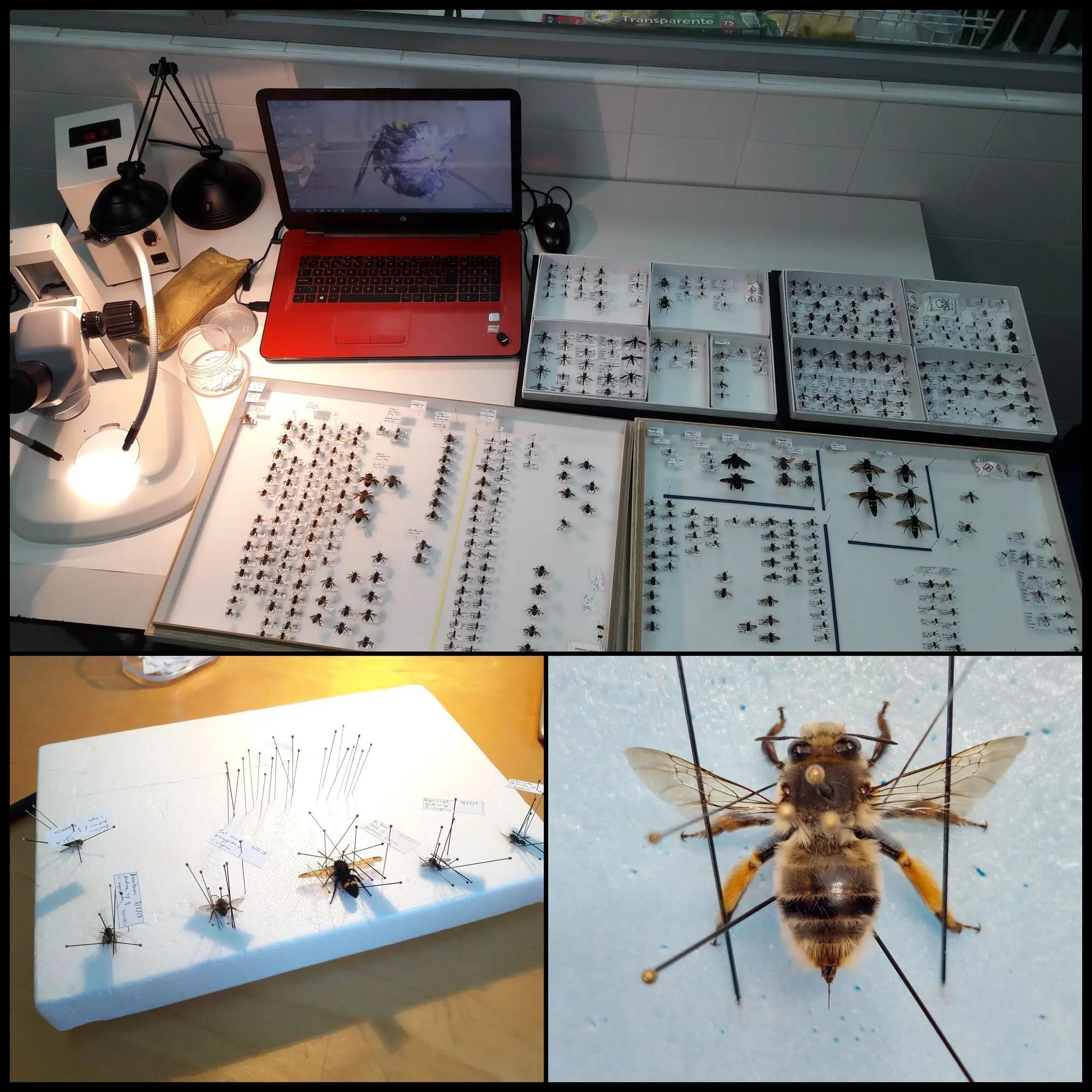 Mesa de trabajo con insectos fijados y clasificados, junto a un portátil y equipo de laboratorio.