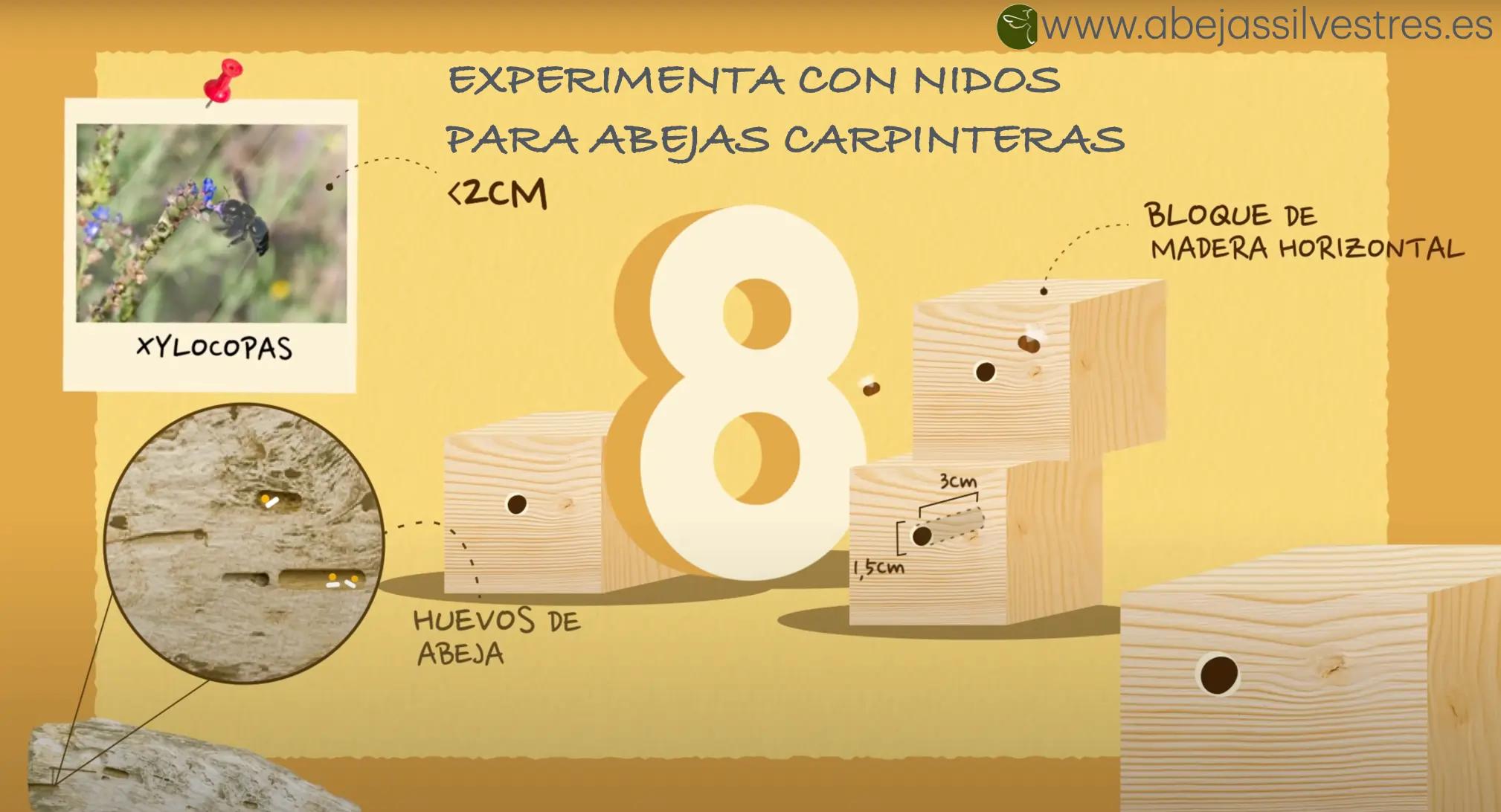 Acción ocho - parte dos