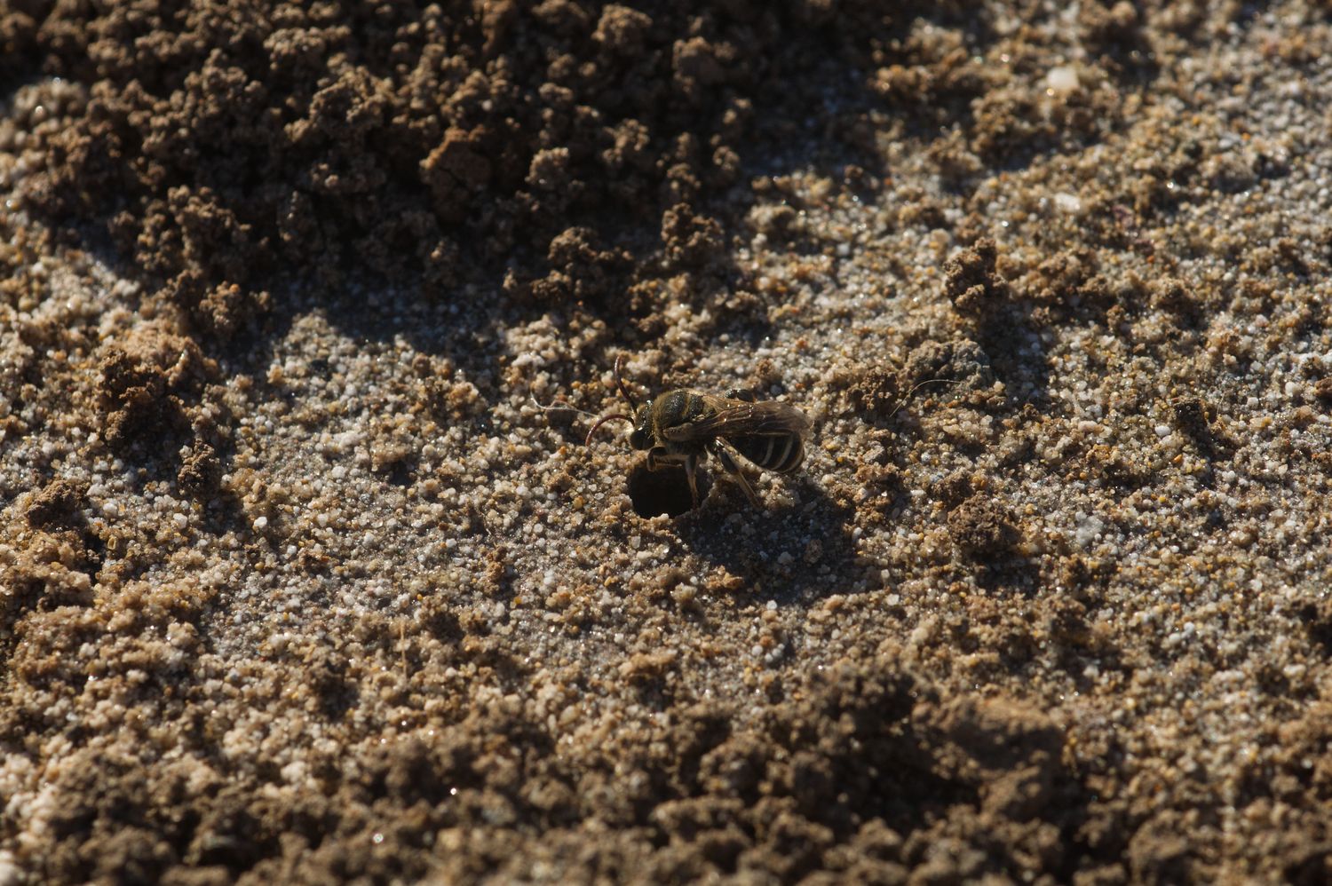 Nido de Nomiapis bispinosa