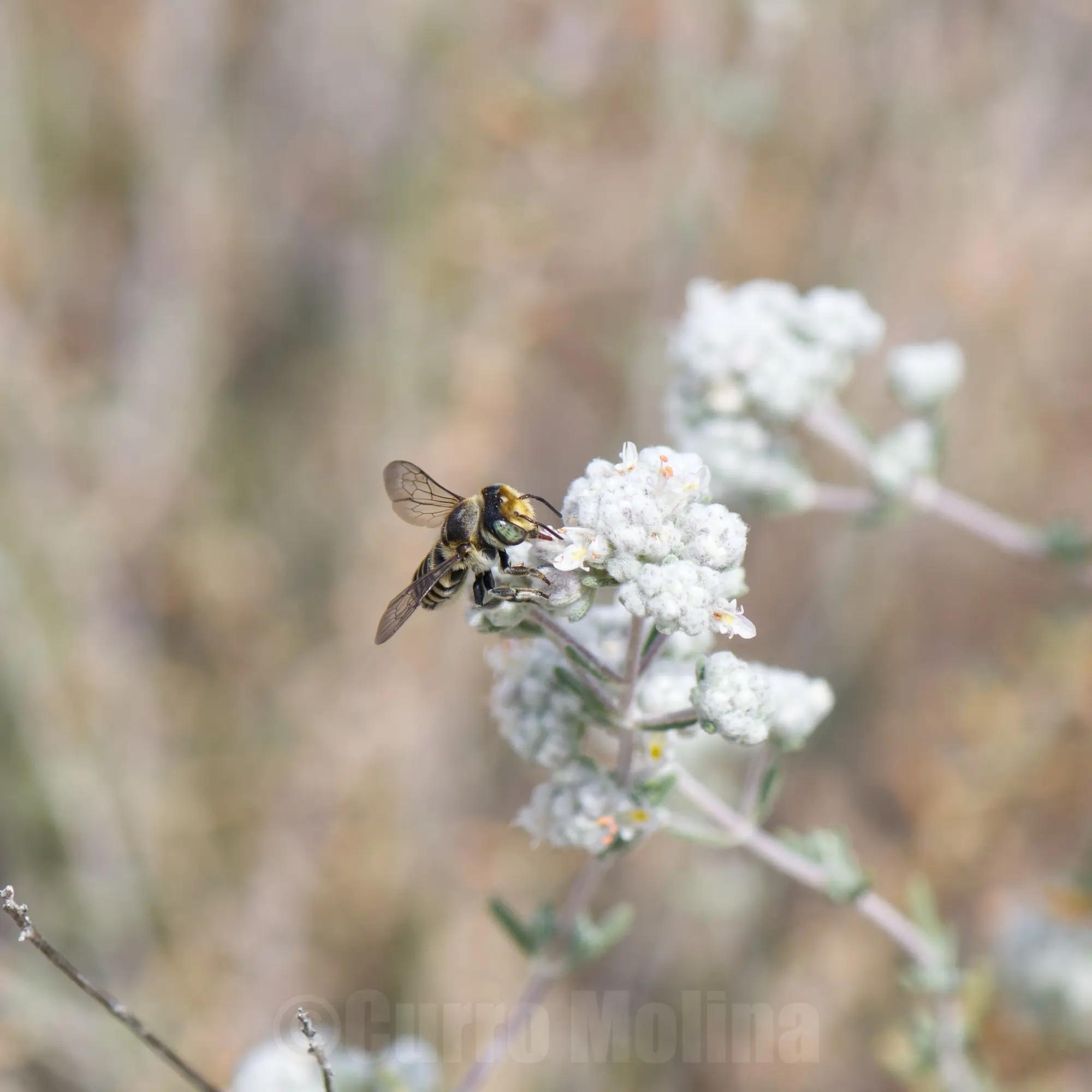 Abeja en flor blanco