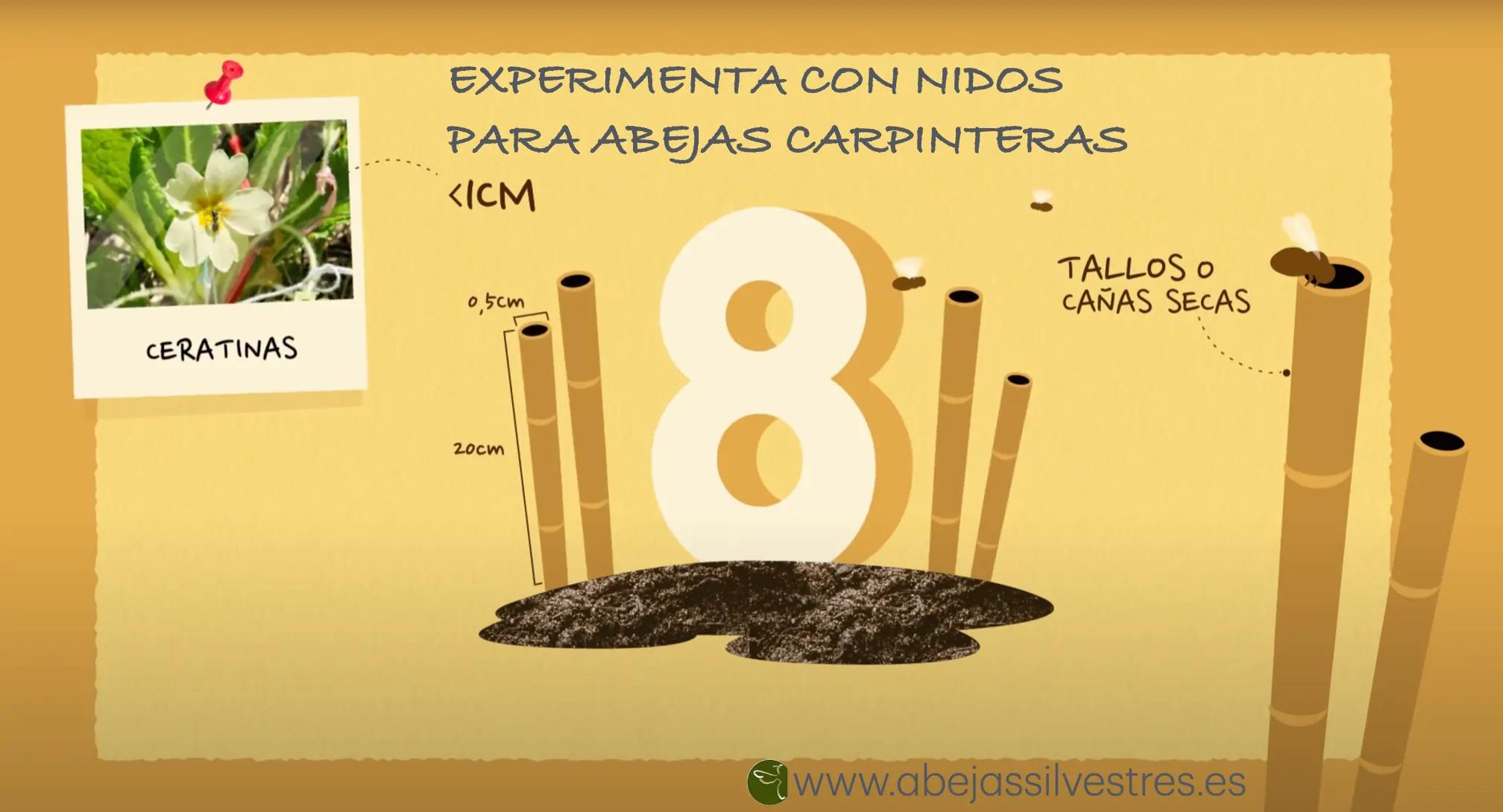 Acción ocho - parte uno