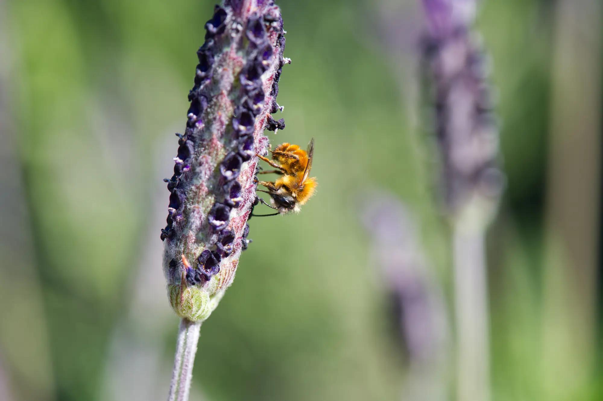 Abeja en flor de lavanda