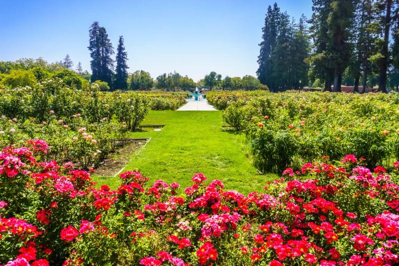 San Jose Municipal Rose Garden, San Jose