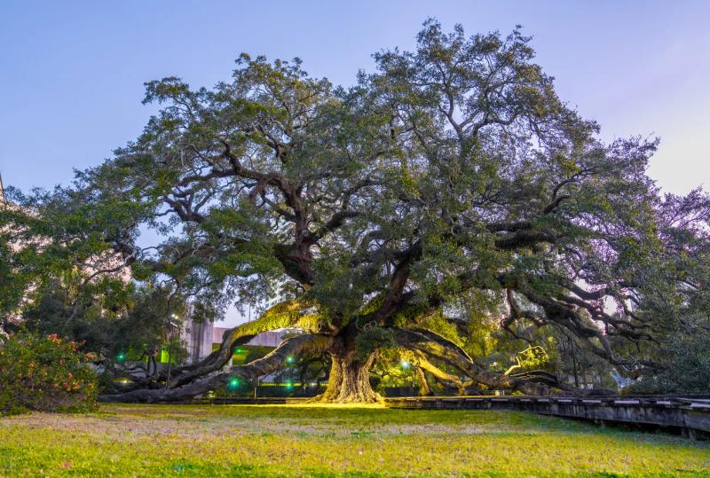 Treaty Oak Park, Jacksonville
