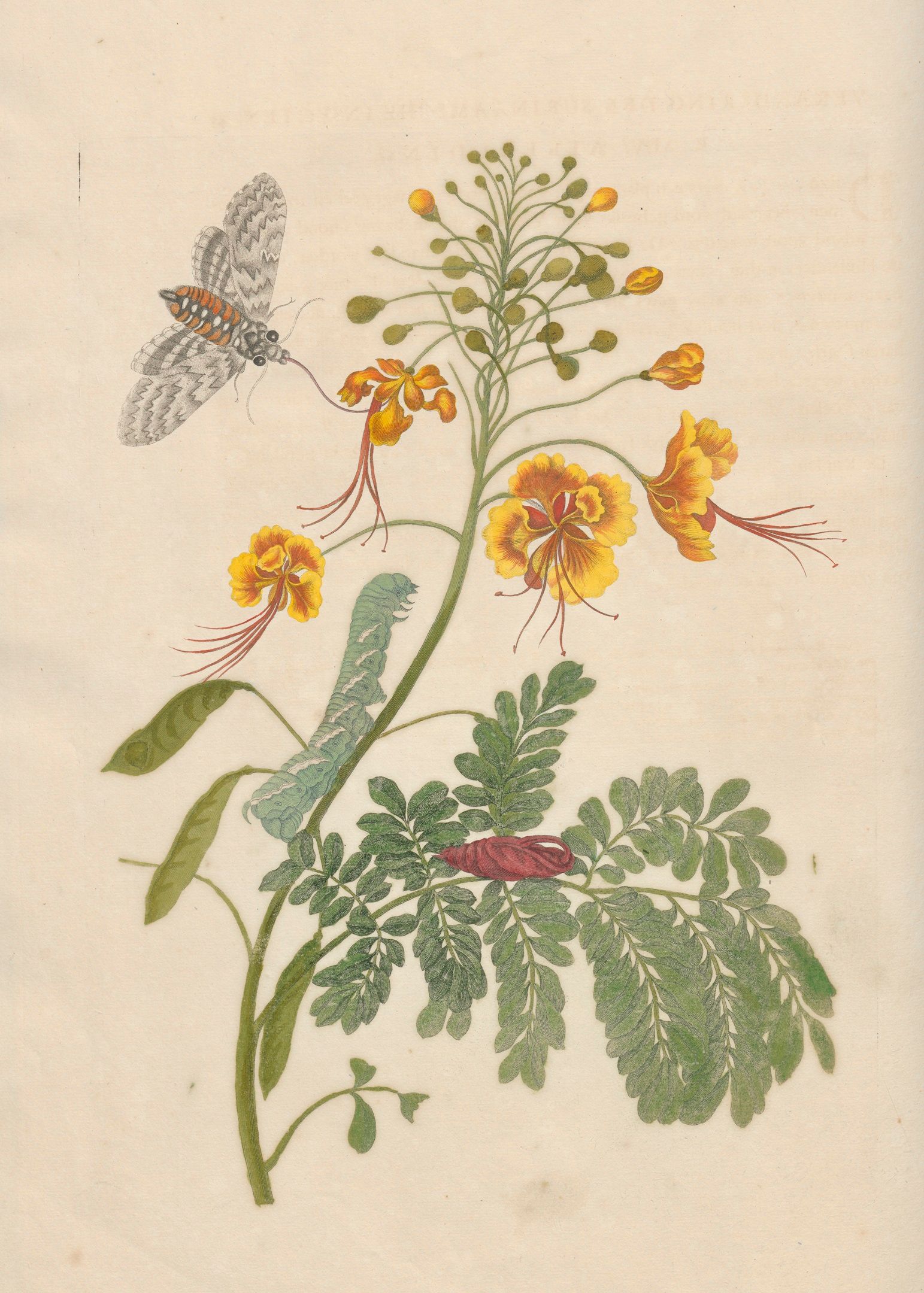 prent tekening van gele bloem met rups en vlinder