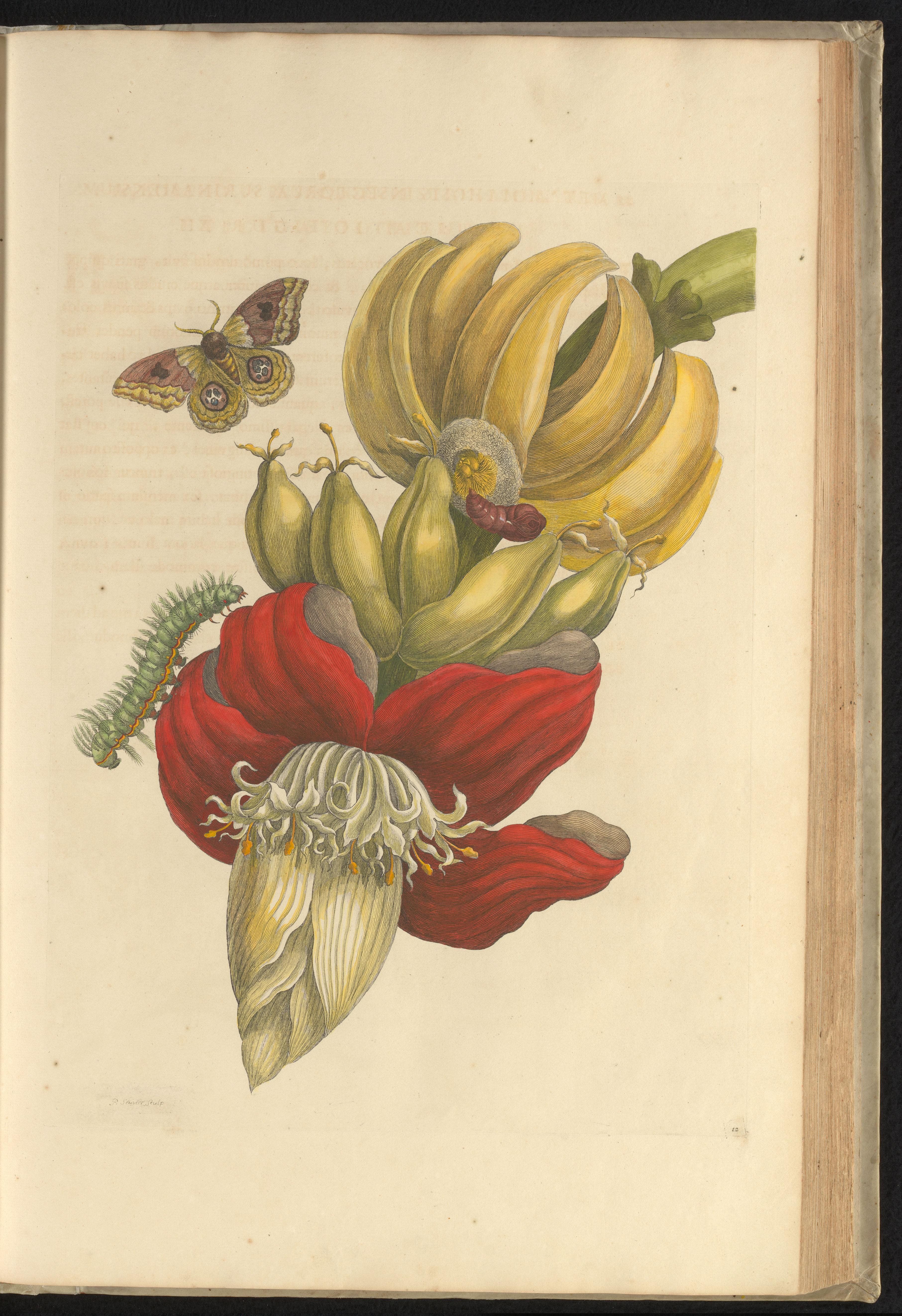 old drawing of a plant with a caterpillar and butterfly