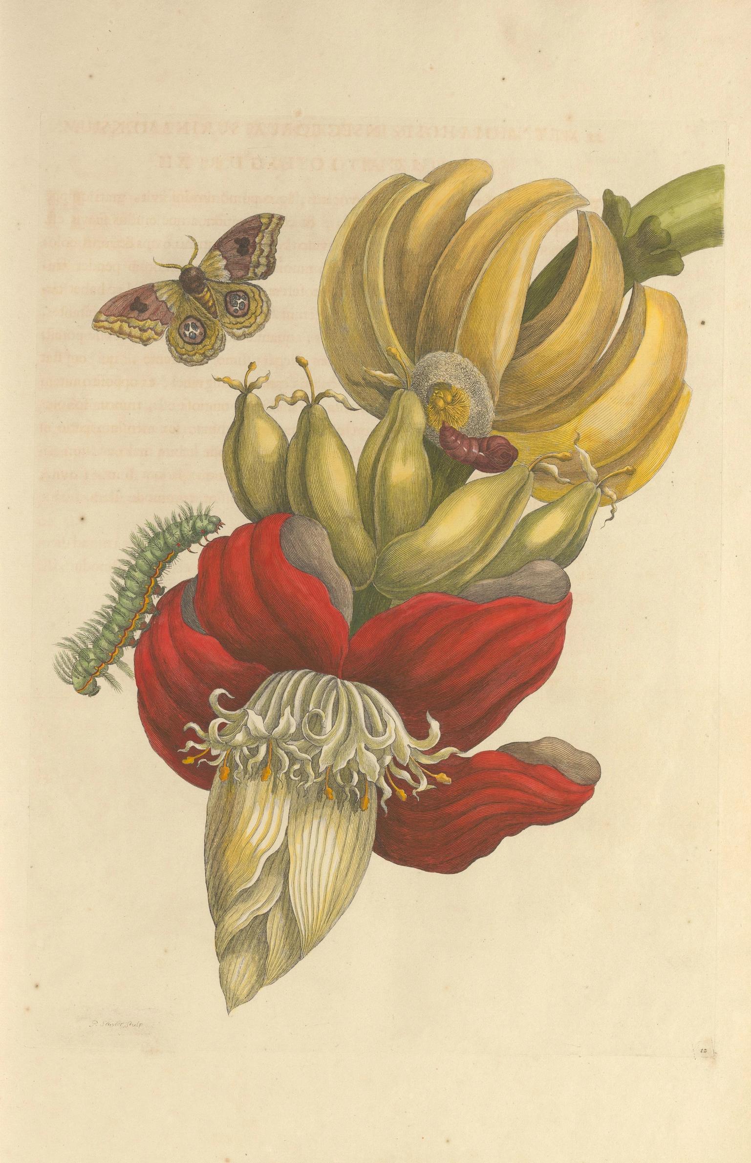 old drawing of a plant with a caterpillar and butterfly