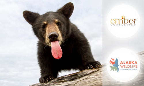 The Bear Who Slept Through Our First Fundraiser in Decades