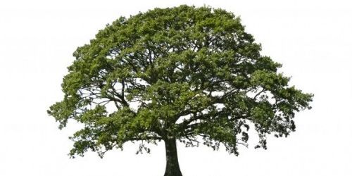 Specimen_Tree_Removal_Page