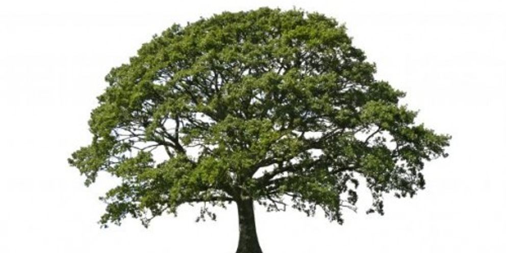 Specimen_Tree_Removal_Page