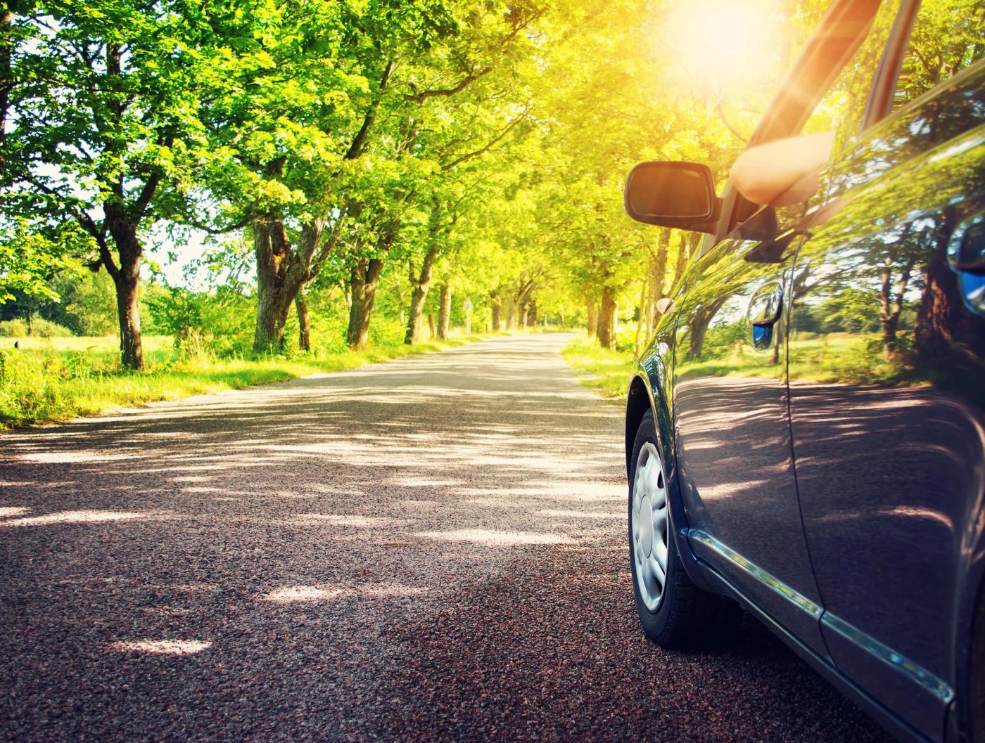 Protect your car in wooded areas