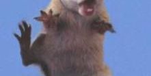 attacksquirrel