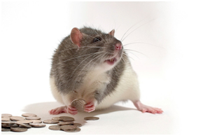 rodents