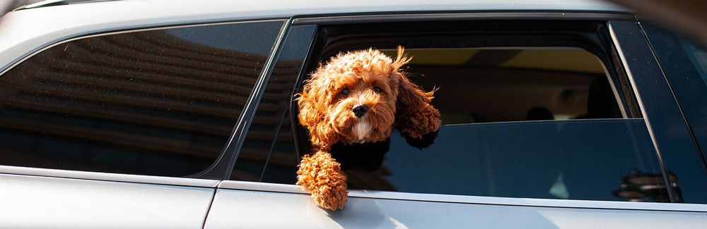 dog in the back seat of a vehicle