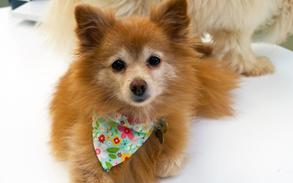 Dog neckties with Cricut Maker