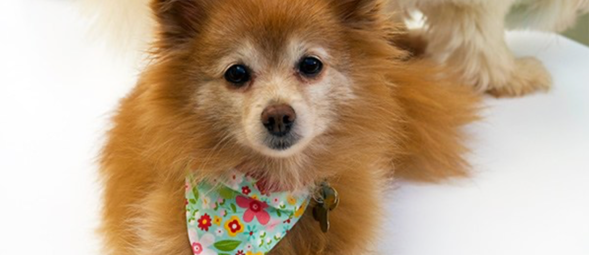 Dog neckties with Cricut Maker