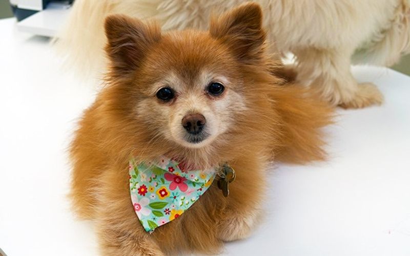 Pancakes with her necktie
