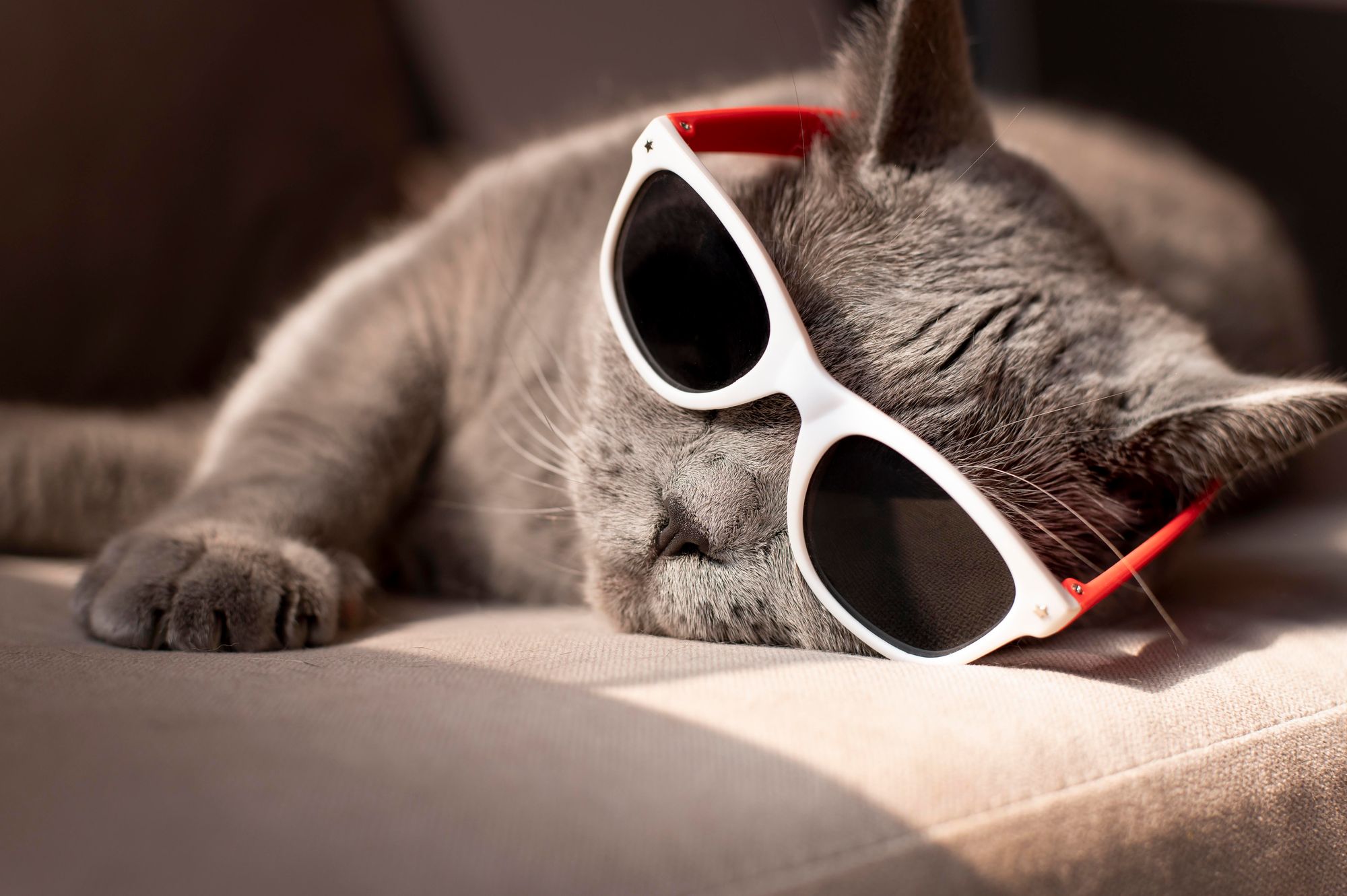 Cat is such a popular symbol across Chinese marketing campaigns