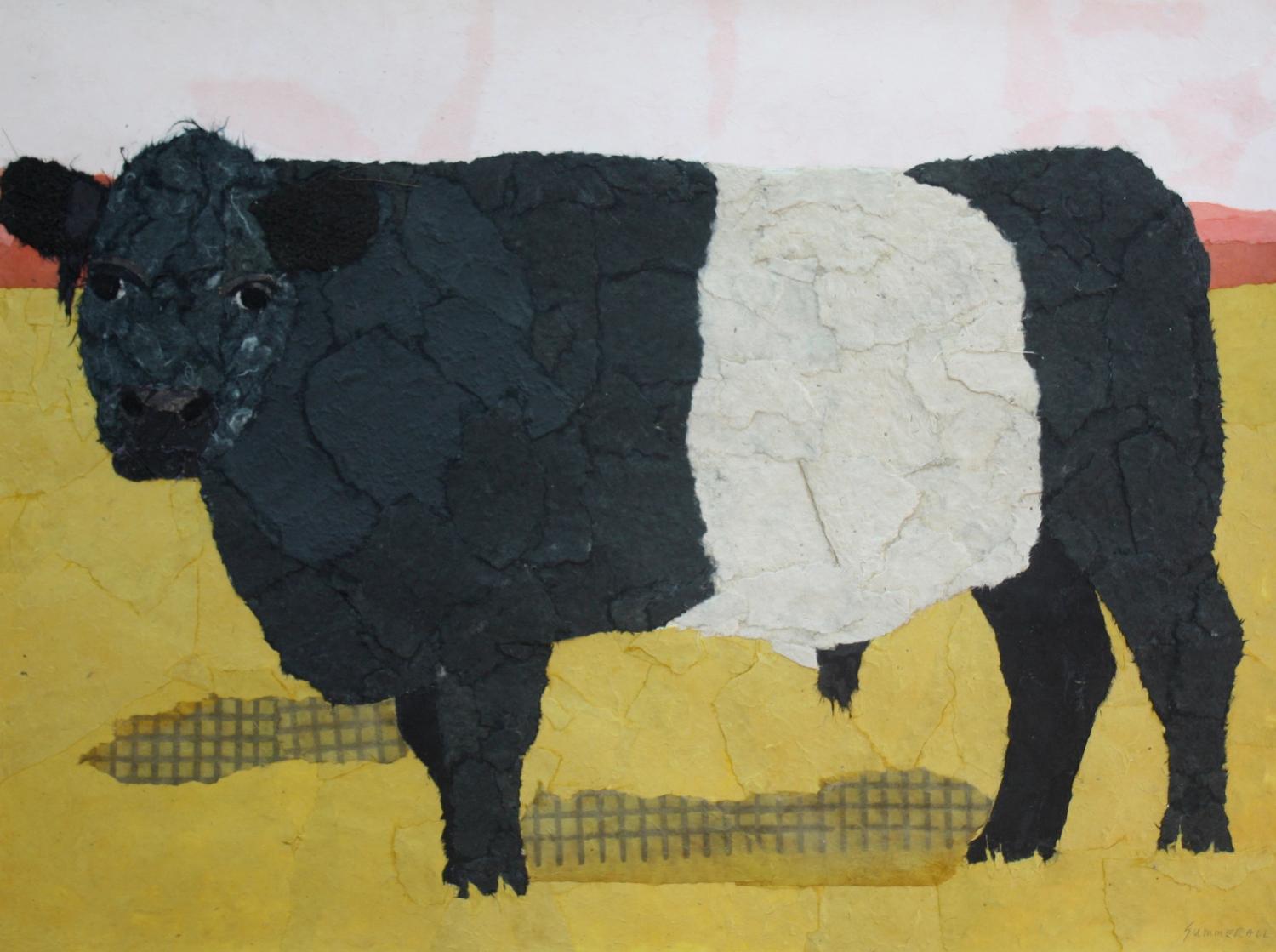 Belted Galloway