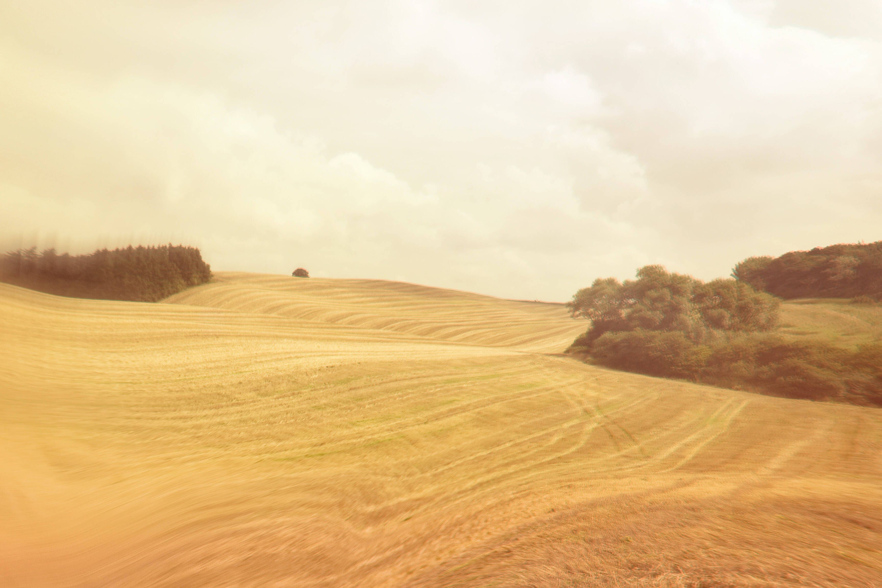 Sepia colored fields