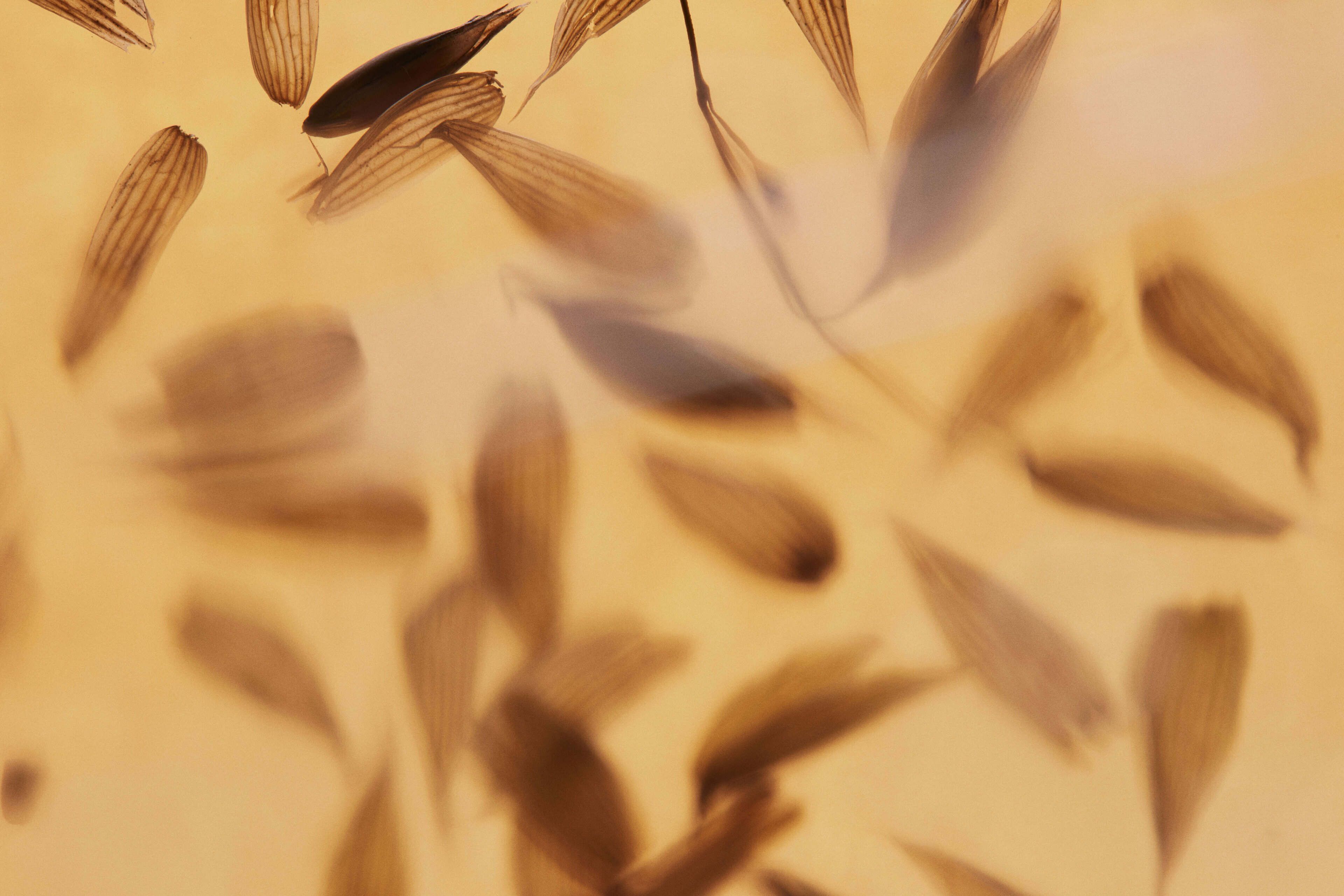 Blurry fly wings on a sepia background